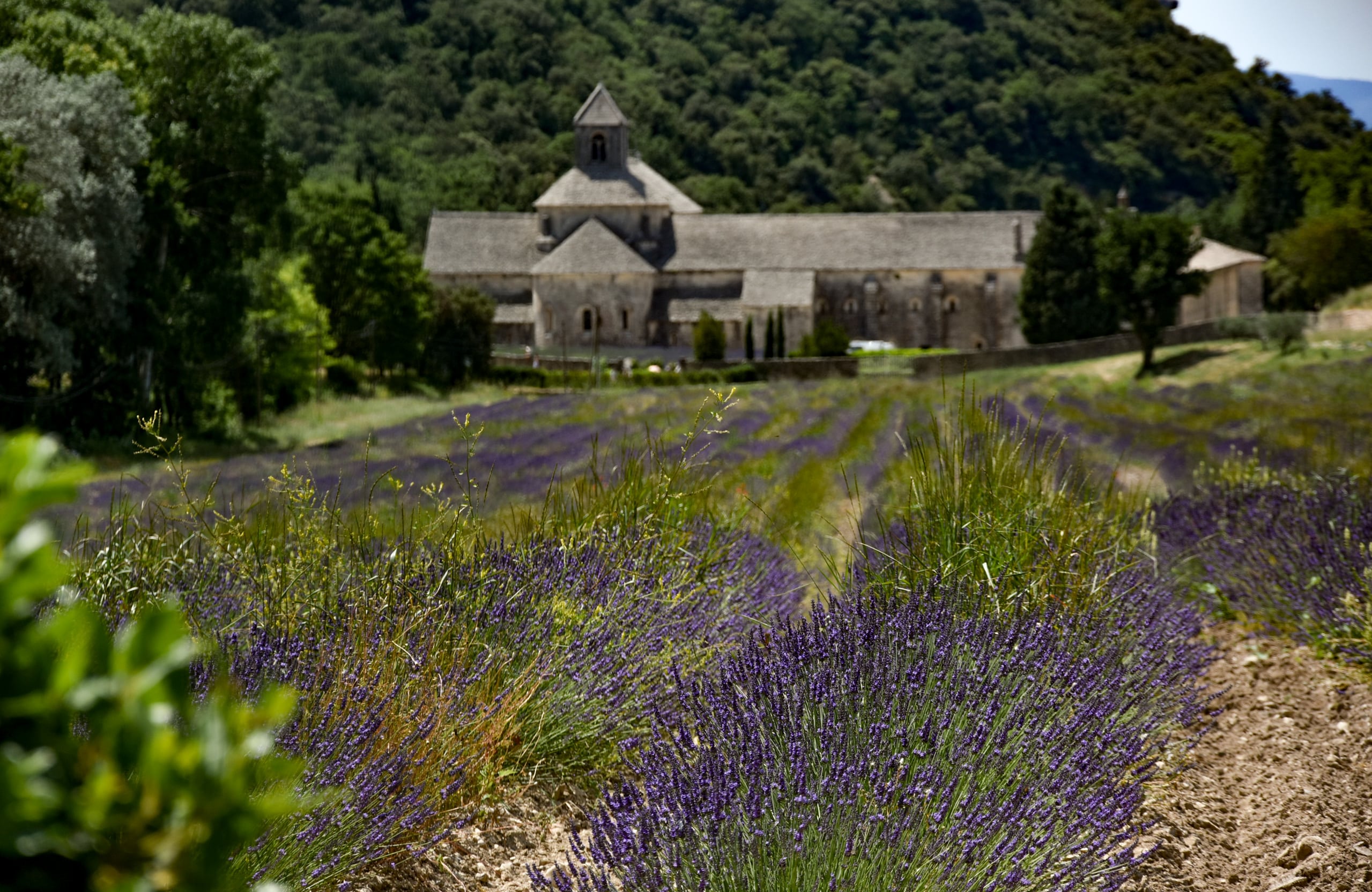 Cespuglio di lavanda fine a Sènanque, dinanzi all'Abbazia