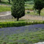 Lavanda a Sènanque, Provenza