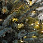Abeti, Natale 2018
