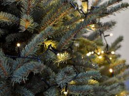 Abeti, Natale 2018