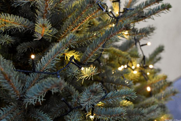 Abeti, Natale 2018