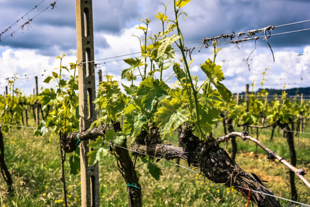 Allevamento dei vigneti nell'azienda Rocca di Montegrossi, Chianti