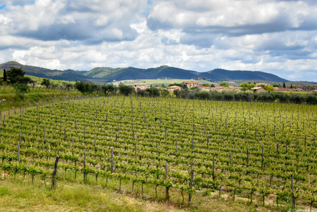 Panorama su uno dei vigneti dell'azienda Rocca di Montegrossi dalla terrazza della sala degustazione