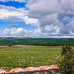 Vigneto, Rocca di Montegrossi