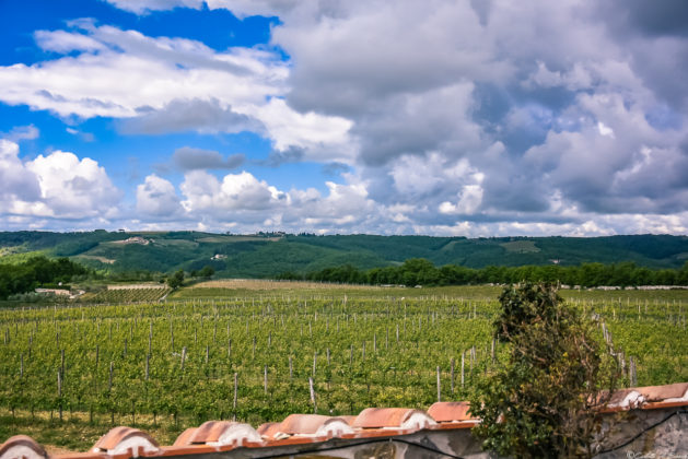 Panorama sui vigneti dell'azienda Rocca di Montegrossi